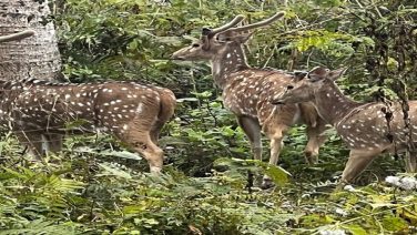 Chitwan national park